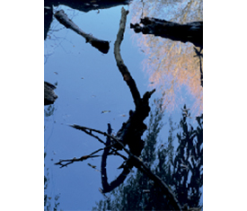 Am Teich (Abzug auf Alu-Dibond) von Reiner Maria Borchard