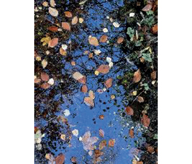 Blätter fallen (Abzug auf Alu-Dibond) von Reiner Maria Borchard