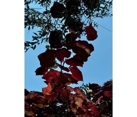 Girlande (Abzug auf Alu-Dibond) von Reiner Maria Borchard