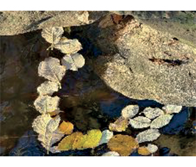 Halskette mit Blattwerk (Abzug auf Alu-Dibond) von Reiner Maria Borchard