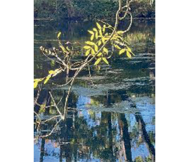 Zweig am blauen Fluss (Abzug auf Alu-Dibond) von Reiner Maria Borchard